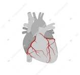 Cardiovascular (Circulatory) System